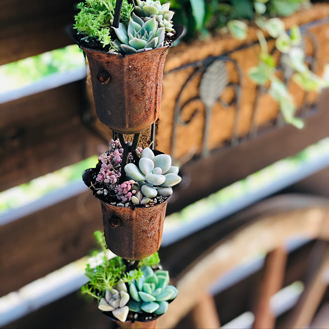セダム 多肉植物 レインチェーン アンティーク 玄関 入り口 などのインテリア実例 21 06 07 21 53 13 Roomclip ルームクリップ セダム 多肉植物 レインチェーン アンティーク 玄関 入り口 などのインテリア実例 21 06 07 21 53 13 Roomclip ルームクリップ