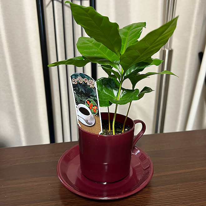 コーヒーの木/観葉植物のある暮らし/なかなかコメント出来なくてごめんなさい。/テキトー健康オタク/フォロワー様に感謝です !...などのインテリア実例 - 2023-06-24 13:28:16