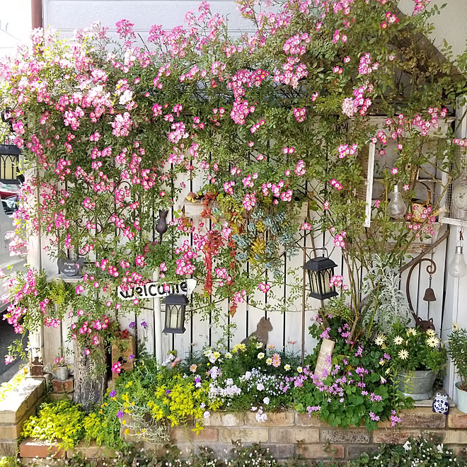 玄関 入り口 ツルバラ 薔薇 ツルバラ誘引 花 などのインテリア実例 05 17 21 54 42 Roomclip ルームクリップ