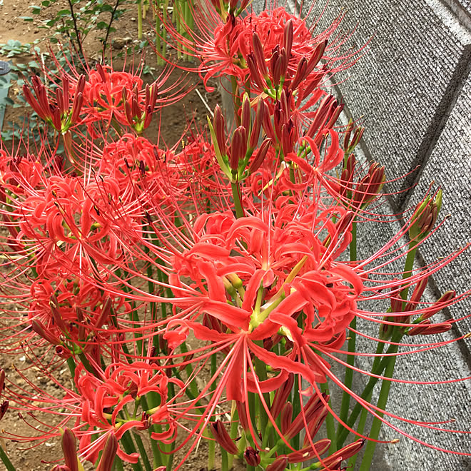 曼珠沙華 彼岸花 花のある暮らし 庭 庭の花 癒しのインテリア実例 19 09 30 56 54 Roomclip ルームクリップ 曼珠沙華 彼岸花 花のある暮らし 庭 庭の花 癒しのインテリア実例 19 09 30 56 54 Roomclip ルームクリップ