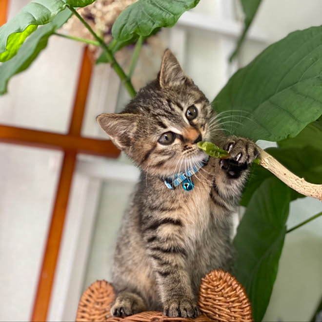 植物のある暮らし/観葉植物/ウンベラータ/2021年/猫のいる風景...などのインテリア実例 - 2022-01-02 22:54:46