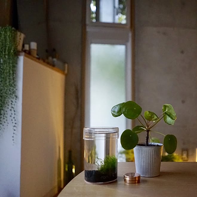 机/一人暮らし/観葉植物/Muji/IWAKIのインテリア実例 - 2017-04-29 17:53:04