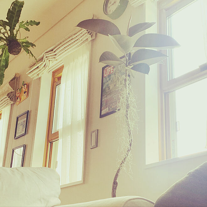plantsholicさんの部屋
