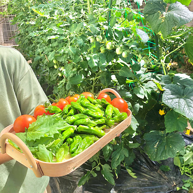 夏野菜/畑/家庭菜園/庭/心地よい暮らし...などのインテリア実例 - 2022-07-09 09:10:49