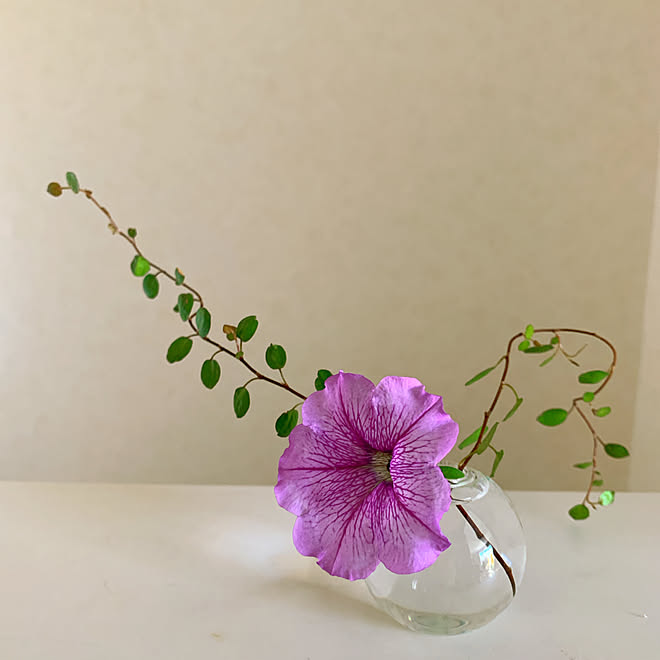 お花に癒される毎日 ナチュラルキッチンの一輪挿し ワイヤープランツ ペチュニアの花 Rcの出会いに感謝 などのインテリア実例 22 08 01 07 01 35 Roomclip ルームクリップ お花に癒される毎日 ナチュラルキッチンの一輪挿し ワイヤープランツ ペチュニアの花 Rcの出会いに感謝 などのインテリア実例 22 08 01 07 01 35 Roomclip ルームクリップ