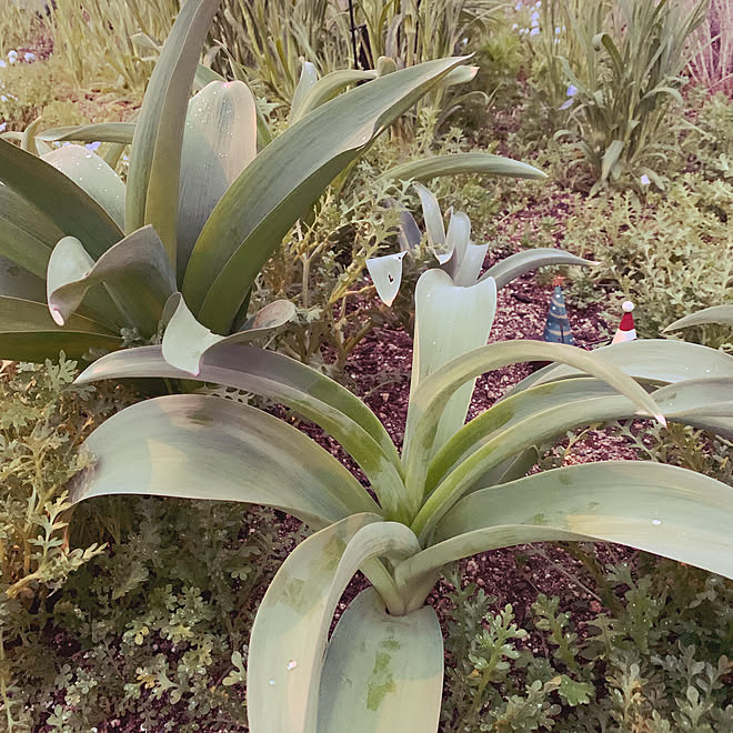 花のある暮らし/ガーデニング/植物のある暮らし/ネモフィラ/アリウム...などのインテリア実例 - 2020-04-09 23:06:07