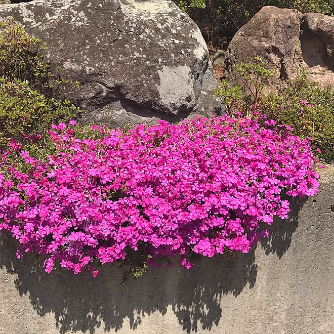 玄関/入り口/庭の和風エリア/芝桜/おはようございます✩.*˚/今日も見に来てくれありがとうございます♪...などのインテリア実例 - 2017-05-18 06:36:38