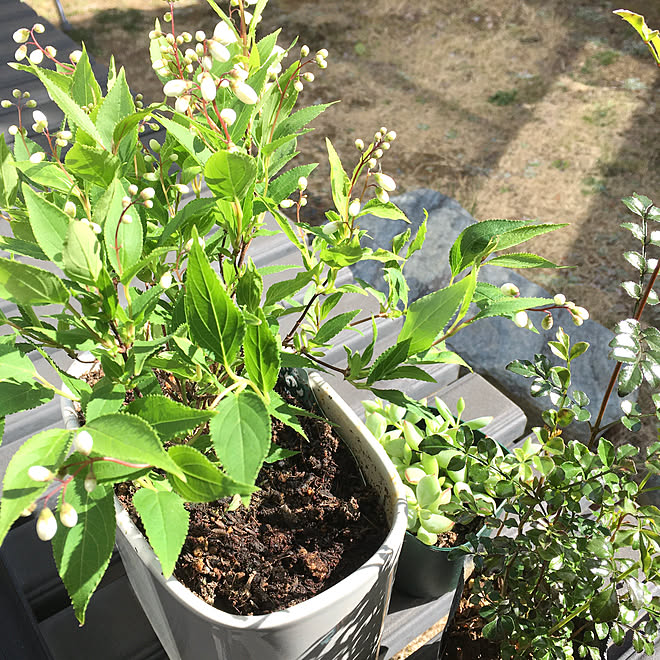 多肉植物/ヒメウツギ/モニター応募投稿/部屋全体/感謝...などのインテリア実例 - 2021-03-11 15:04:36