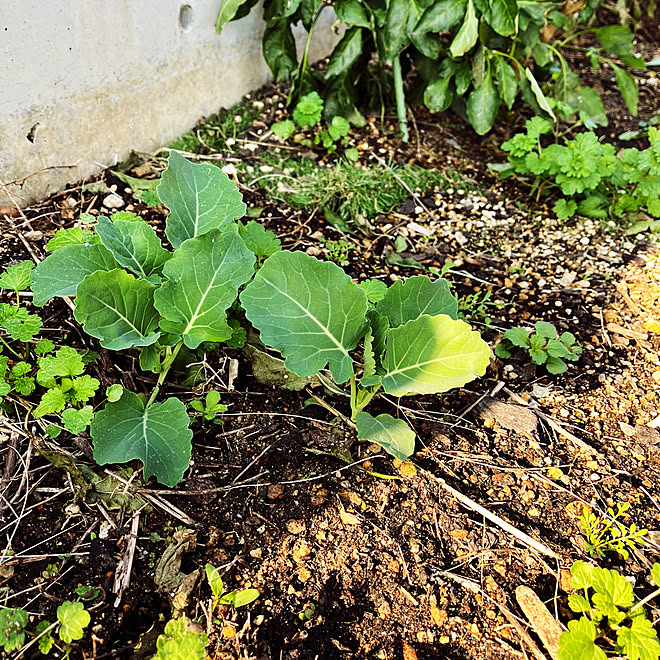 玄関/入り口/日々の暮らしに感謝して/野菜記録/RCの出会いに感謝♡/笑顔多き1日になりますように♡...などのインテリア実例 - 2024-01-09 14:02:15