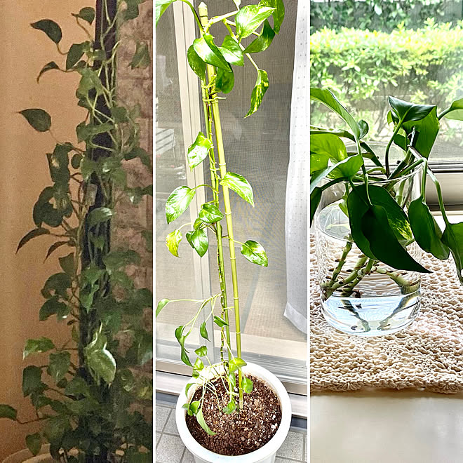 復活しますように ポトス水栽培 ポトス根腐れ リビングのインテリア実例 21 06 13 13 36 12 Roomclip ルームクリップ