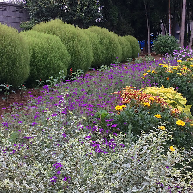 庭/癒し/花のある暮らし/庭の花/植物のある暮らし...などのインテリア実例 - 2019-09-03 22:29:35