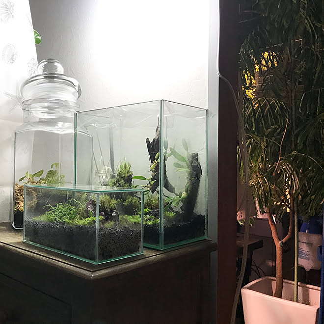 苔テラリウム 築年 狭小ベランダ Ig Hitorururu 植物のあり過ぎる暮らし などのインテリア実例 03 18 21 27 40 Roomclip ルームクリップ