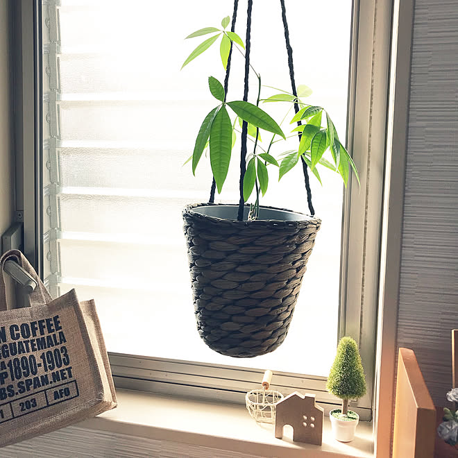 キッチン/吊り下げ観葉植物/おうちオブジェ/窓枠ディスプレイ/スーパーの袋収納...などのインテリア実例 - 2018-01-30 12:49:01