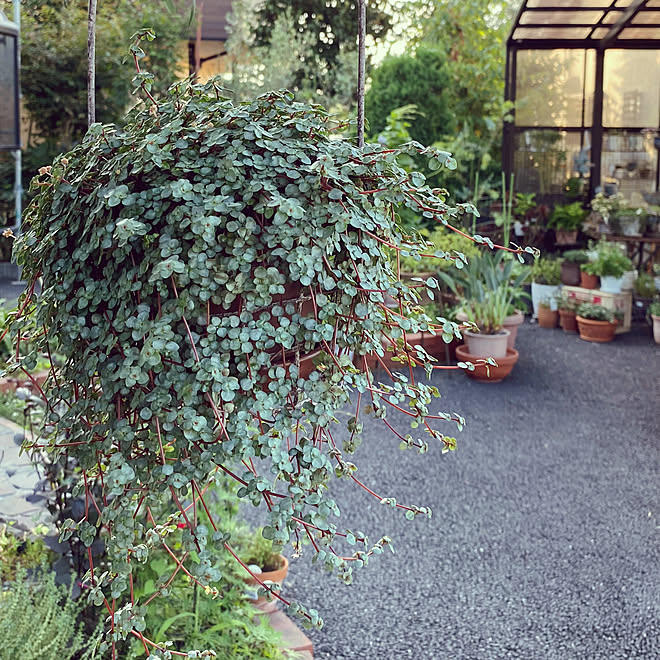 にこん3/花が好き/植物に癒される/オキナワスズメウリ部/ｺﾓﾁﾚﾝｹﾞ部...などのインテリア実例 - 2021-08-07 20:00:18