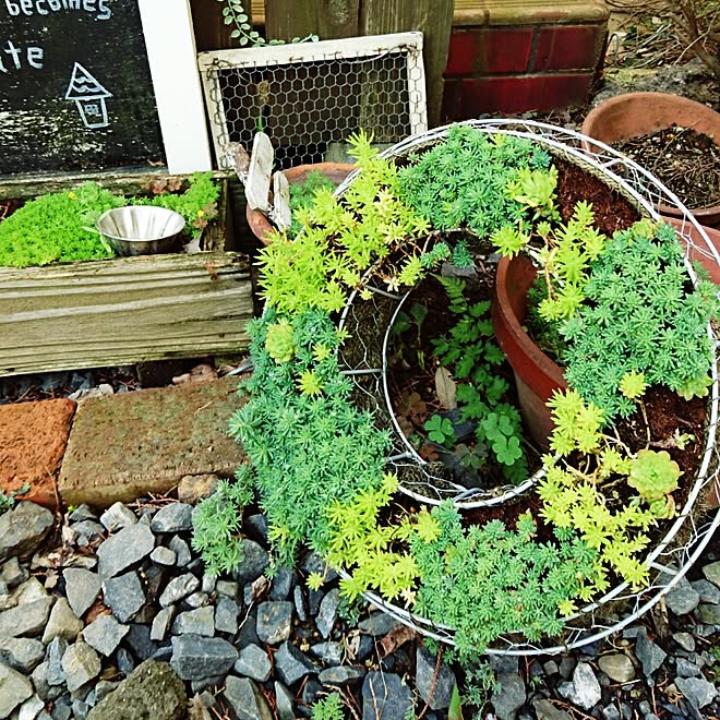 玄関/入り口/多肉植物/カメラマーク消したくて/植物/DIY...などのインテリア実例 - 2016-05-19 09:38:45