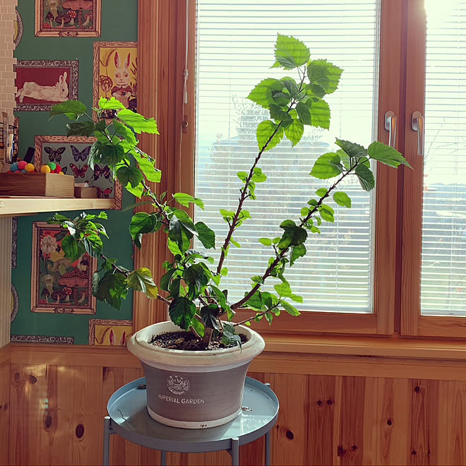 ハイビスカス鉢植え/ハイビスカス/花のある暮らし/北欧住宅 /赤い家...などのインテリア実例 - 2020-03-16 08:10:06