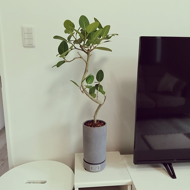 リビング 新商品 観葉植物のある暮らし カインズホーム Cainz などのインテリア実例 19 10 09 02 36 23 Roomclip ルームクリップ