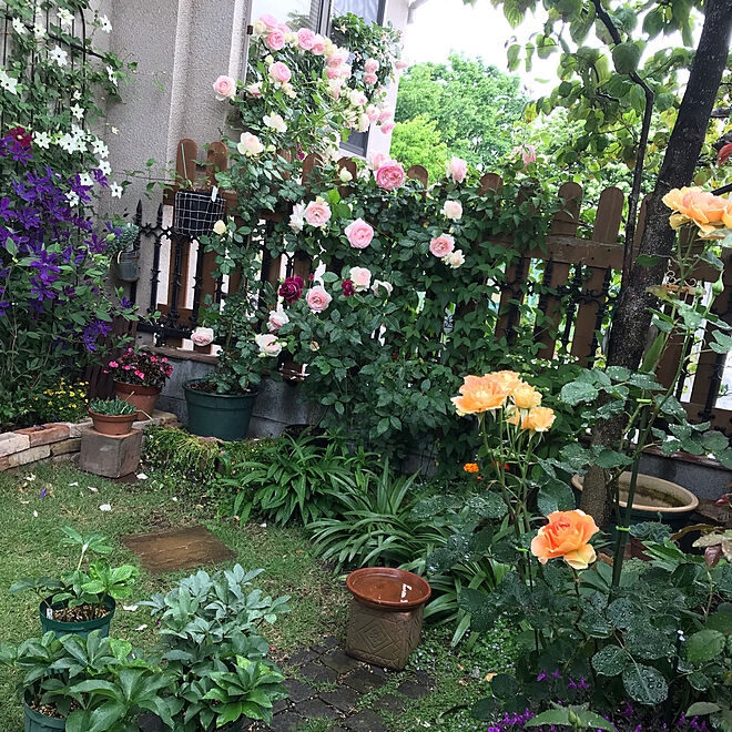 バラが好き♡/お庭の花達/ガーデニング/バラ/お庭...などのインテリア実例 - 2020-05-21 19:00:17