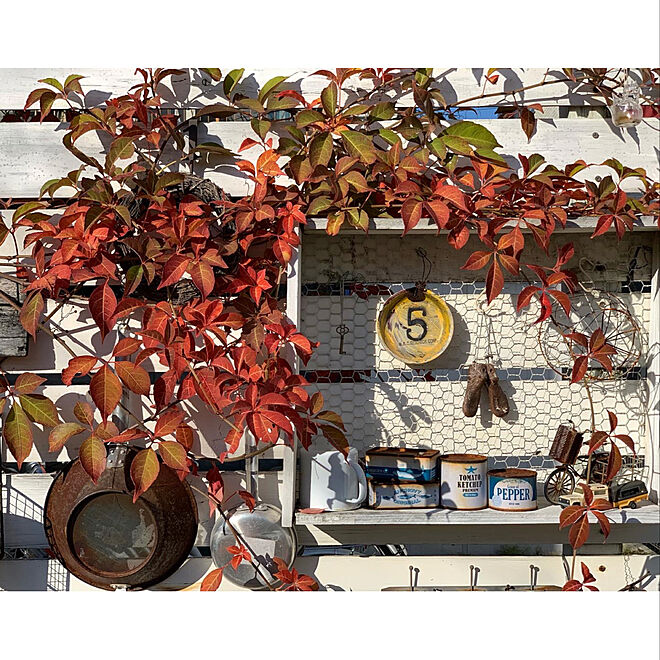 ガーデン雑貨/板壁/板壁DIY/gardening/庭の植物...などのインテリア実例 - 2020-11-19 09:18:58