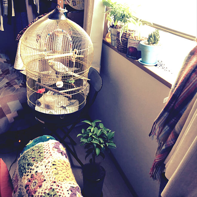 parrotさんの部屋