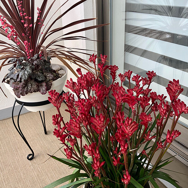 カンガルーポー/red/春/花のある暮らし/植物のある暮らし...などのインテリア実例 - 2020-05-01 05:55:05