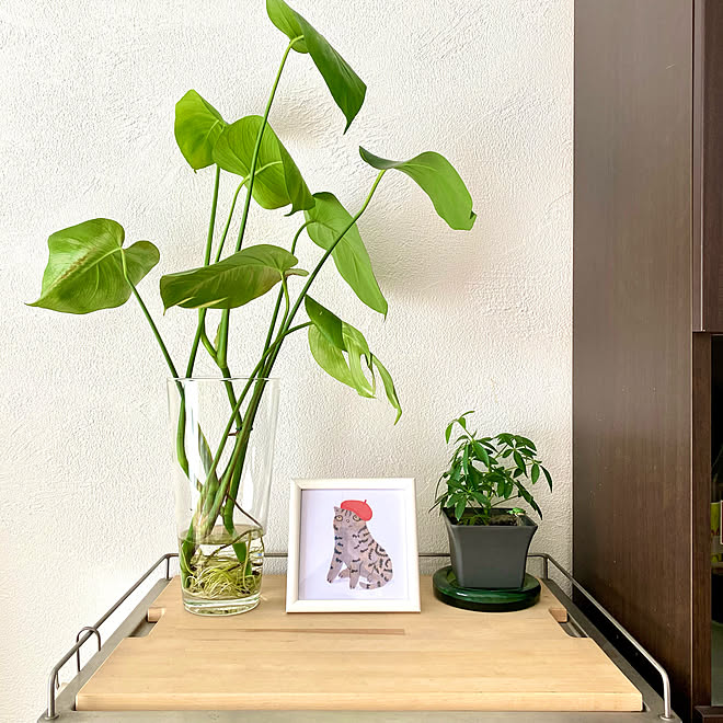 観葉植物のある暮らし 水差し栽培 パキラ モンステラ Ikea などのインテリア実例 21 01 16 08 13 28 Roomclip ルームクリップ