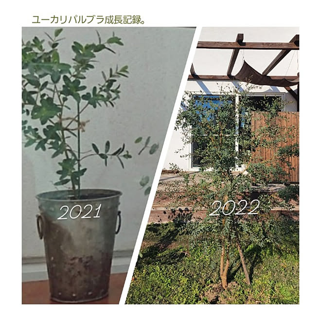 香りのある暮らし 香り 庭のある暮らし 庭 ガーデニング などのインテリア実例 22 11 09 14 55 29 Roomclip ルームクリップ