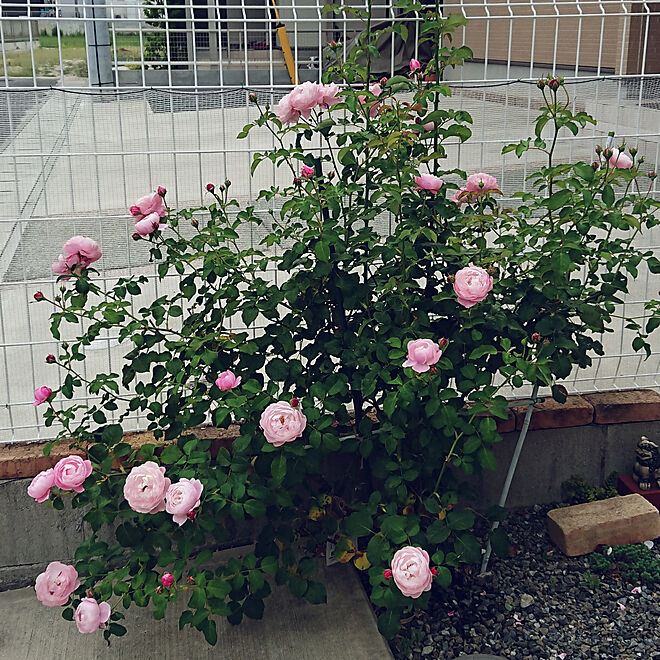 玄関/入り口/庭/薔薇プリュム（羽）/二番花が咲いたのに…/台風や大雨の
