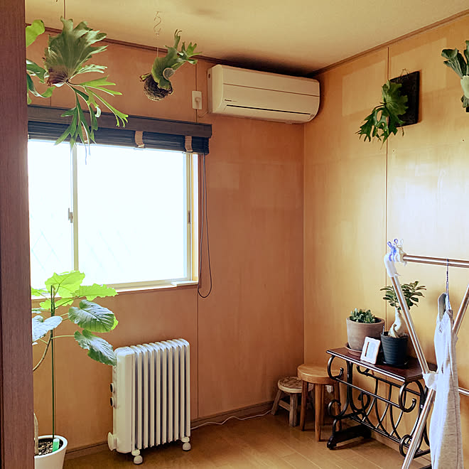 冬越しの植物達/お洗濯干し部屋/植物と暮らす/朝早くから活動/癒し...などのインテリア実例 - 2019-10-21 08:21:29