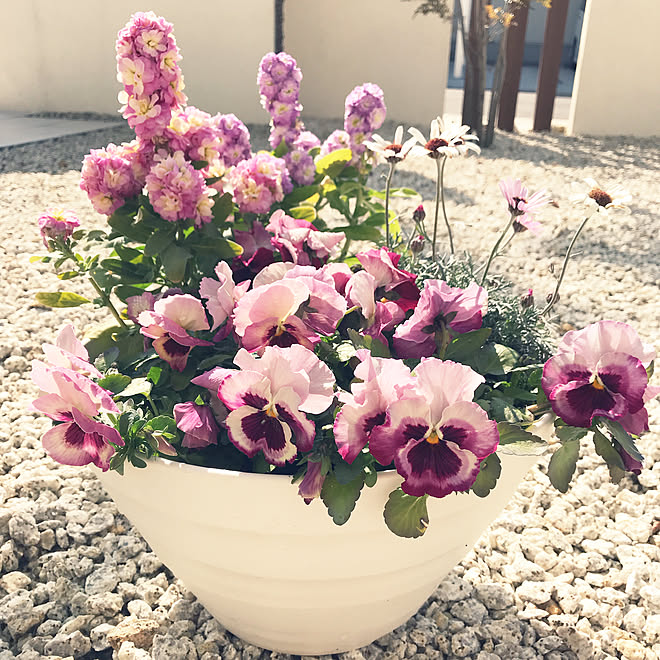 いちご ピンク ストックの花 パンジー寄せ植え パンジー などのインテリア実例 03 10 23 17 04 Roomclip ルームクリップ