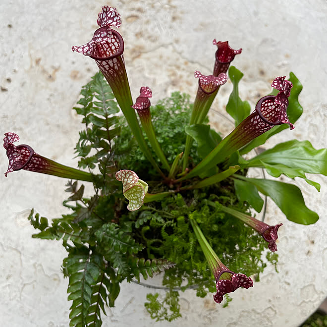 サラセニア/観葉植物の寄せ植え/寄せ植え/食虫植物/観葉植物のある暮らし...などのインテリア実例 - 2023-07-06 21:13:40