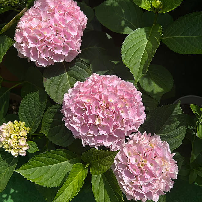 生けてみました/庭の花/紫陽花/大きくなりました/自宅の庭...などのインテリア実例 - 2023-05-30 18:18:02