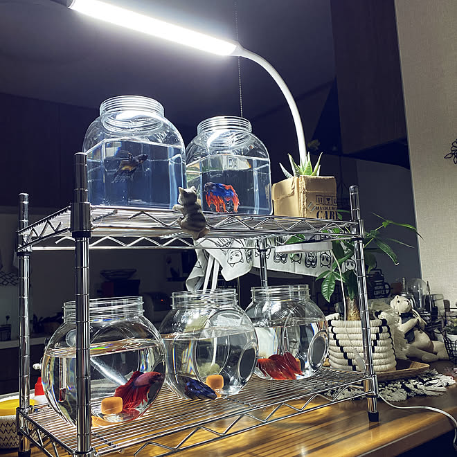 ベタ マンション ベタのいる暮らし ベタ 水替え 熱帯魚 などのインテリア実例 22 08 04 16 51 16 Roomclip ルームクリップ