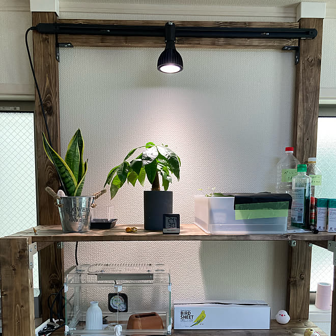 植物棚/塊根植物/ライティングレール/DIY/2×4材...などのインテリア