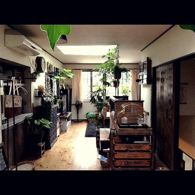 部屋全体/エバーフレッシュ/観葉植物/プラントハンガー/DIY...などのインテリア実例 - 2015-07-12 20:20:13