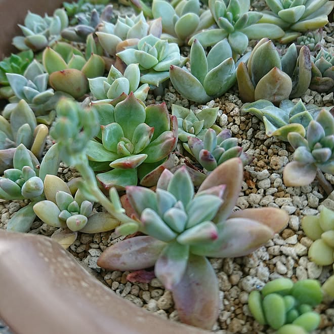 多肉植物 ダイソー 名前わからん 100均のインテリア実例 17 05 18 16 07 29 Roomclip ルームクリップ