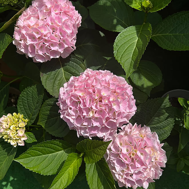 紫陽花/自宅の庭/生けてみました/紫陽花色づきました/庭の花...などのインテリア実例 - 2023-06-06 21:43:29