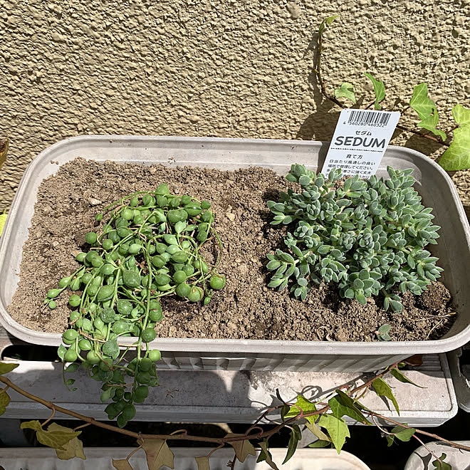 グリーンネックレス 多肉植物 多肉植物寄せ植え ゼタムのインテリア実例 22 04 28 14 57 07 Roomclip ルームクリップ