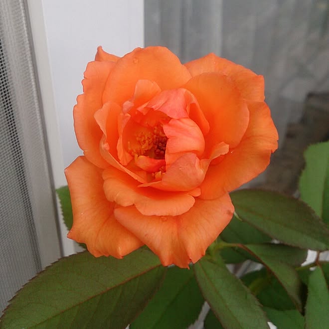 キレイなオレンジ色/バラ大好き♡のインテリア実例 - 2015-08-18 08:22:46