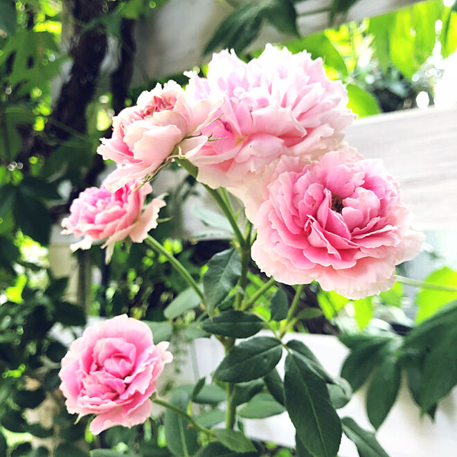 薔薇が好き/お花のある暮らし/目にも涼しく/いつもいいねやコメントありがとう♡/緑のカーテン...などのインテリア実例 - 2018-09-02 07:18:17