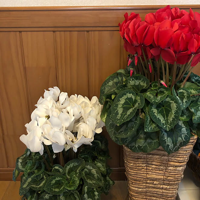 ナチュラルインテリア シクラメン 花のある暮らし 玄関 入り口のインテリア実例 22 12 31 15 58 47 Roomclip ルームクリップ ナチュラルインテリア シクラメン 花のある暮らし 玄関 入り口のインテリア実例 22 12 31 15 58 47 Roomclip ルームクリップ