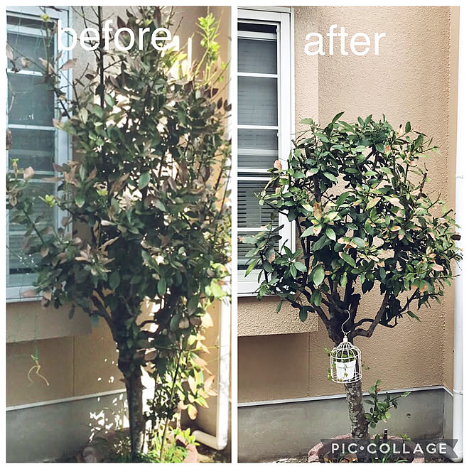 剪定 月桂樹 冬支度 模様替え トピアリーのインテリア実例 22 11 26 21 54 11 Roomclip ルームクリップ