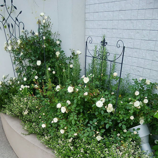 玄関 入り口 バラ 庭 花壇 ローズマリー などのインテリア実例 19 05 17 08 34 41 Roomclip ルームクリップ 玄関 入り口 バラ 庭 花壇 ローズマリー などのインテリア実例 19 05 17 08 34 41 Roomclip ルームクリップ