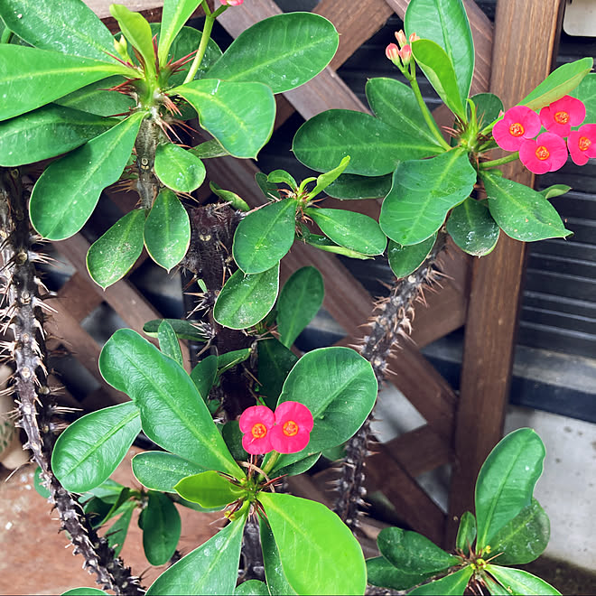 植物のある暮らし/見てくださってありがとう❁︎/挿し木から育てたお花/丈夫なお花/あまり好きではなかったお花...などのインテリア実例 - 2021-07-29 09:28:19