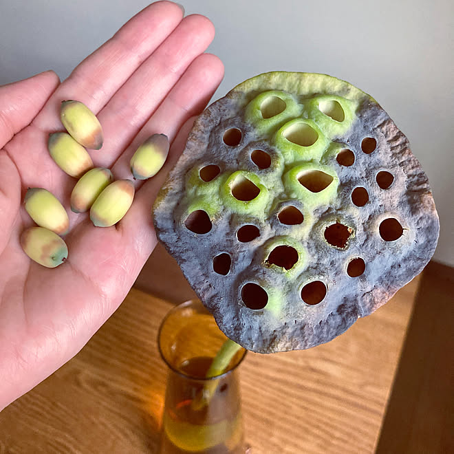 種取り 蓮の実をドライに 蓮の実 ドライフラワー手作り 気持ち悪いの載せてゴメンなさい などのインテリア実例 22 08 12 22 19 22 Roomclip ルームクリップ 種取り 蓮の実をドライに 蓮の実 ドライフラワー手作り 気持ち悪いの載せてゴメンなさい などのインテリア実例 22 08 12 22 19 22 Roomclip ルームクリップ