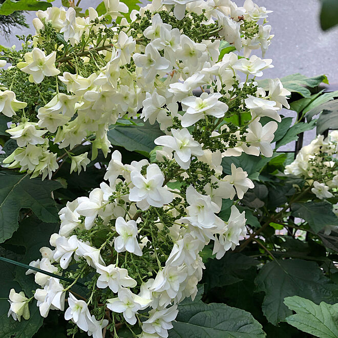 カシワバアジサイ/ガーデン/庭の花/紫陽花/植物のある暮らし...などのインテリア実例 - 2019-06-14 13:45:46