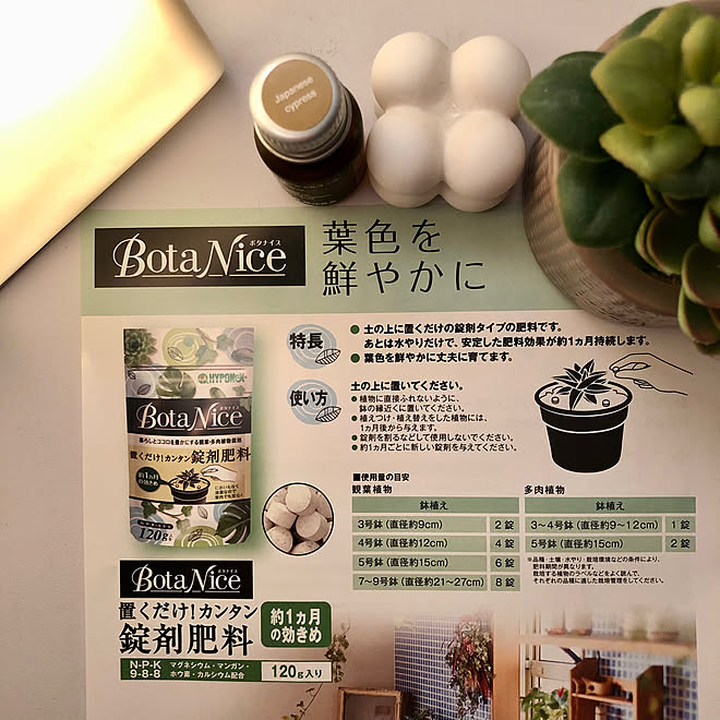 机/観葉植物/多肉植物/植物のある暮らし/虫対策...などのインテリア実例 - 2023-07-29 13:45:47