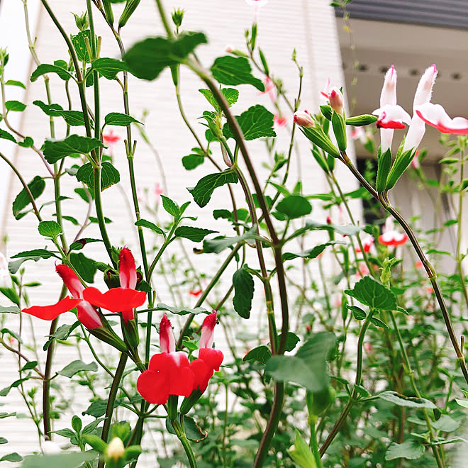 可愛い♡/お花のある暮らし/RCの出会いに感謝♡/セージのお花/コメントスルーで大丈夫です♡...などのインテリア実例 - 2019-10-07 16:37:57