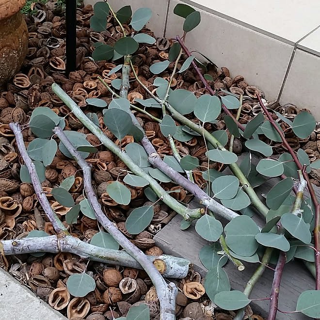 白い枝のユーカリポポラス ユーカリポポラス剪定 花のある暮らし ナチュラルガーデン くるカラ などのインテリア実例 17 11 18 10 34 19 Roomclip ルームクリップ 白い枝のユーカリポポラス ユーカリポポラス剪定 花のある暮らし ナチュラルガーデン くるカラ などのインテリア実例 17 11 18 10 34 19 Roomclip ルームクリップ