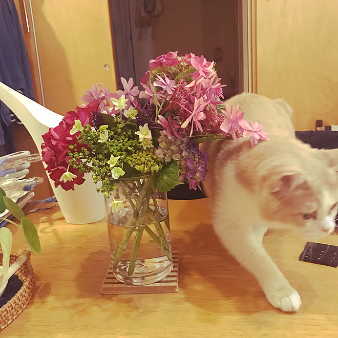 ニャンコチェック入りました/とら猫のトラ/紫陽花/無言フォロー＆いいねすいません/植物のある暮らし...などのインテリア実例 - 2023-06-14 21:07:22